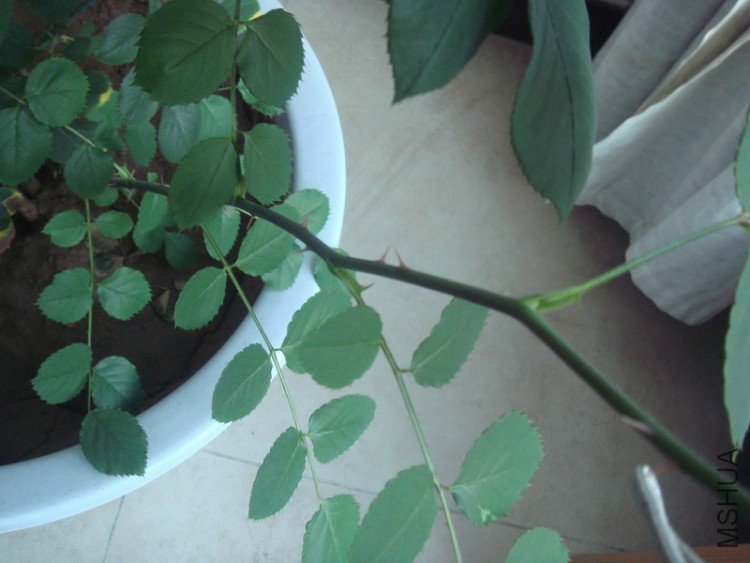 DSC04815_������С.JPG