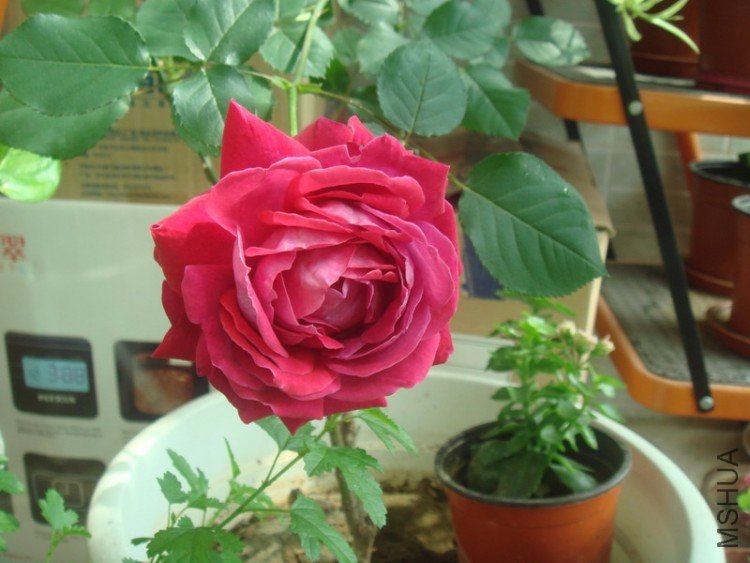 DSC04785_������С.JPG