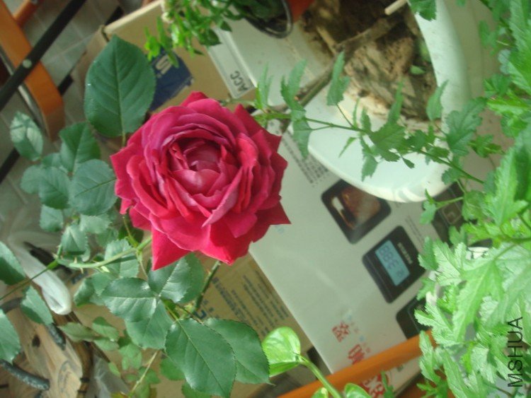 DSC04784_������С.JPG