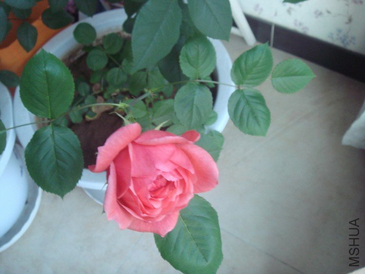 DSC04816_������С.JPG