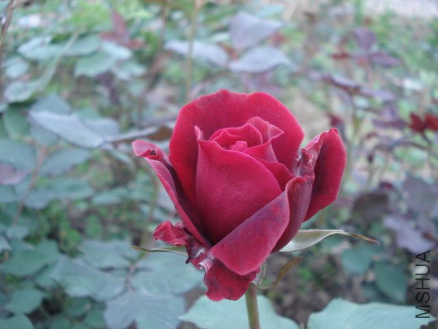 DSC03786.JPG