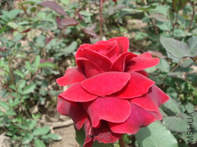 DSC03798.JPG