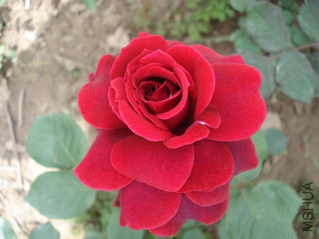 DSC03799.JPG