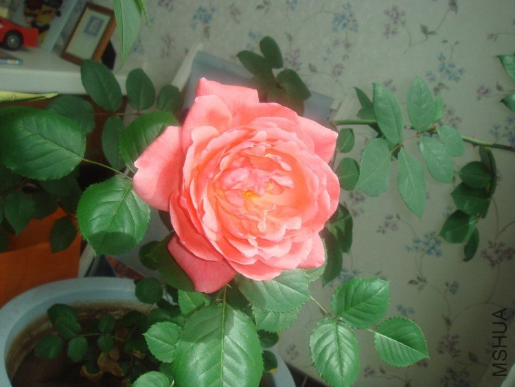 DSC04842--.jpg