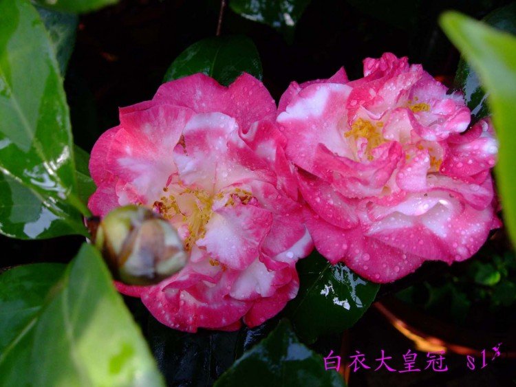 ���´�ƹ�  10-5-2(1).jpg