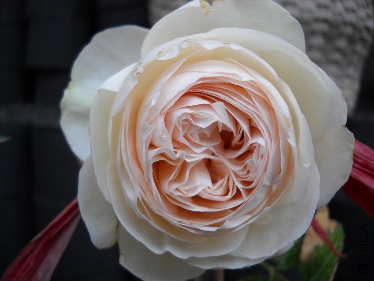 DSCN0546.JPG