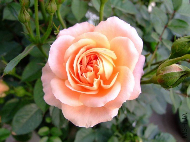 DSCF0839.jpg