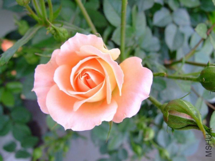 DSCF0821.jpg