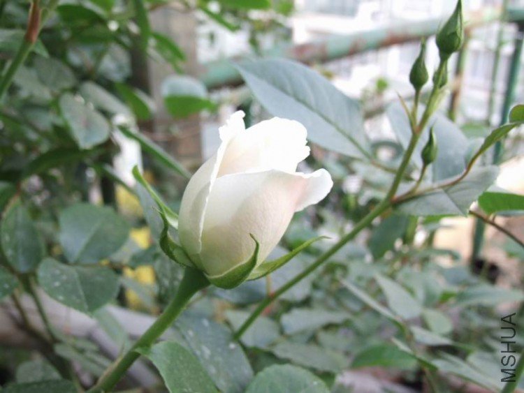DSCF0820.jpg