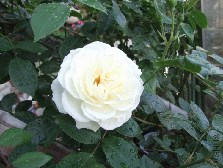 DSCF0885.jpg