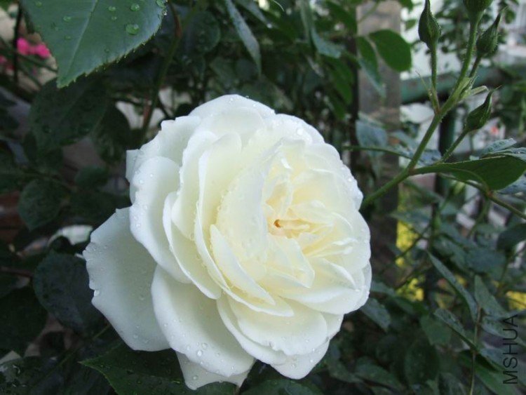 DSCF0886.jpg