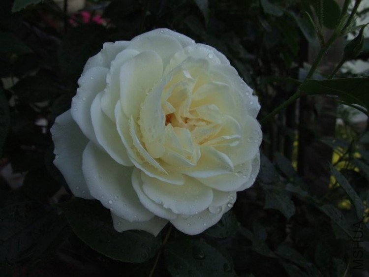DSCF0887.jpg