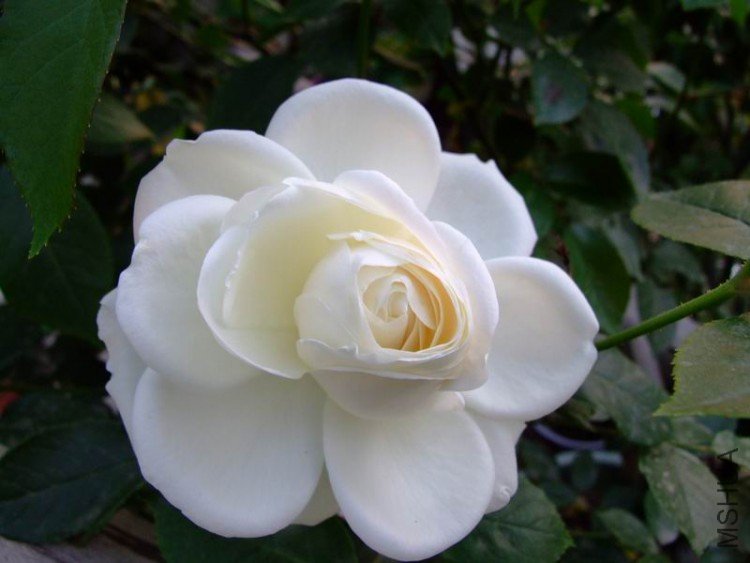 DSCF0865.jpg
