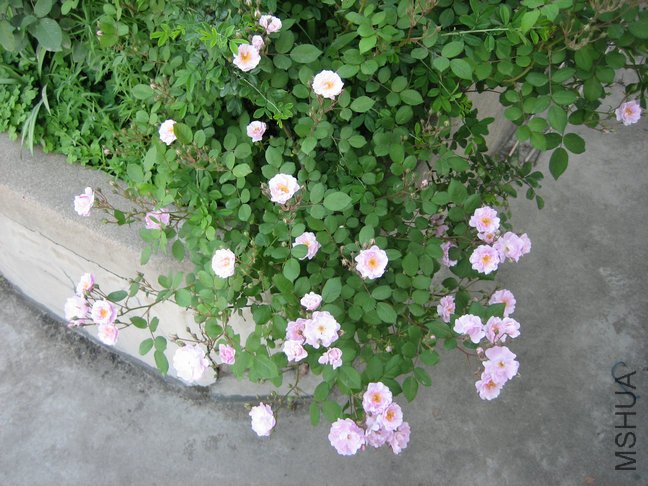 ��Ƭ2009 011.jpg
