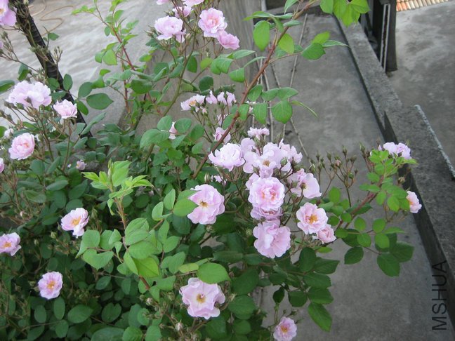 ��Ƭ2009 014.jpg