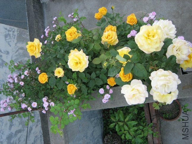 ��Ƭ2009 017.jpg