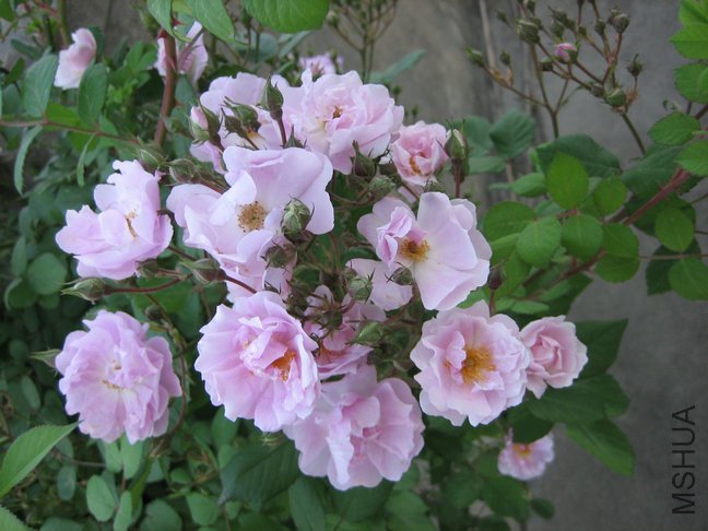 ��Ƭ2009 013.jpg
