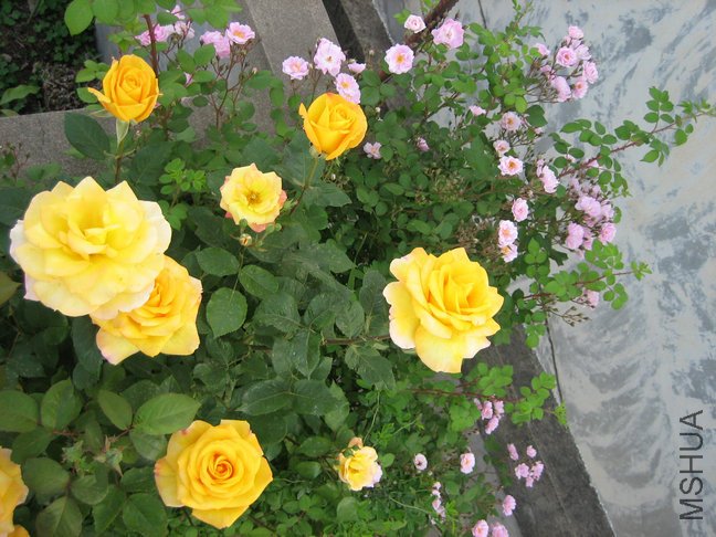 ��Ƭ2009 016.jpg