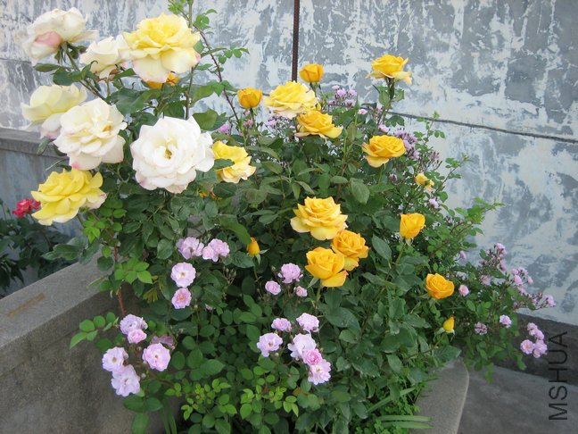 ��Ƭ2009 010.jpg