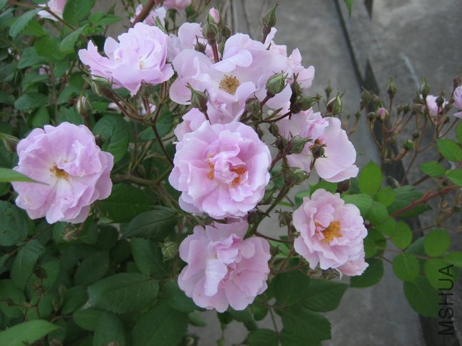 ��Ƭ2009 012.jpg