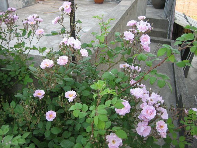 ��Ƭ2009 015.jpg