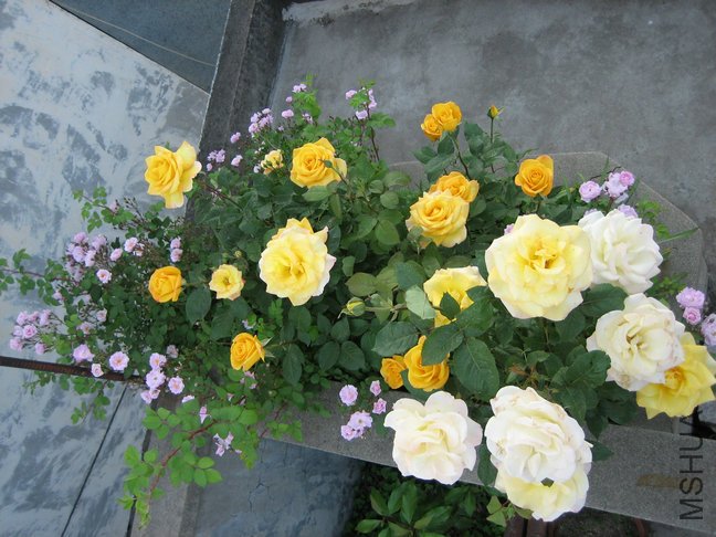 ��Ƭ2009 018.jpg
