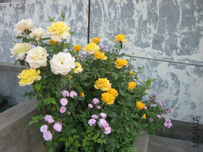 ��Ƭ2009 009.jpg