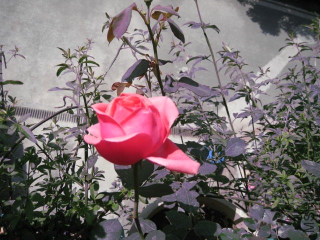 IMG_0343.JPG