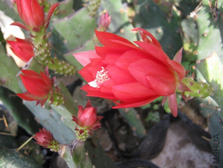 IMG_1256.jpg