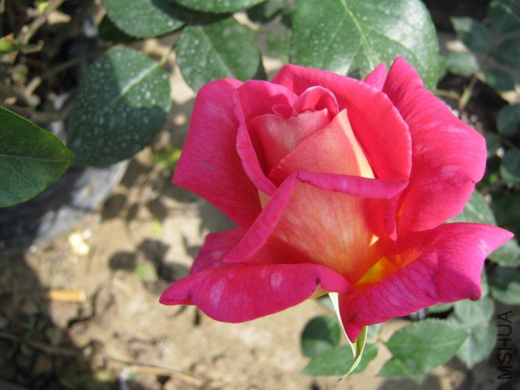 IMG_1218.jpg