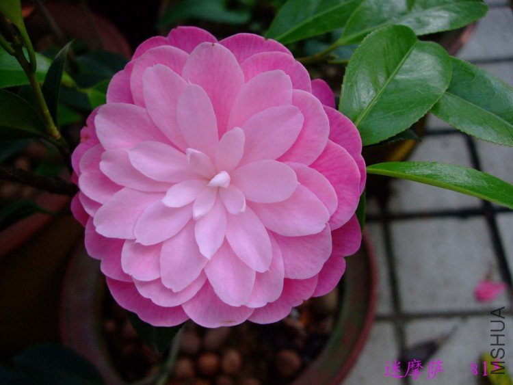 ��Ħ�� 10-5-3.jpg