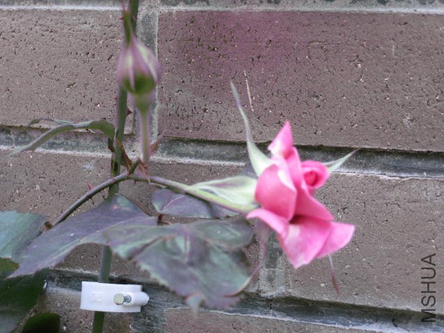 IMG_0349.JPG