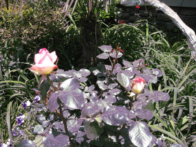 IMG_0341.JPG