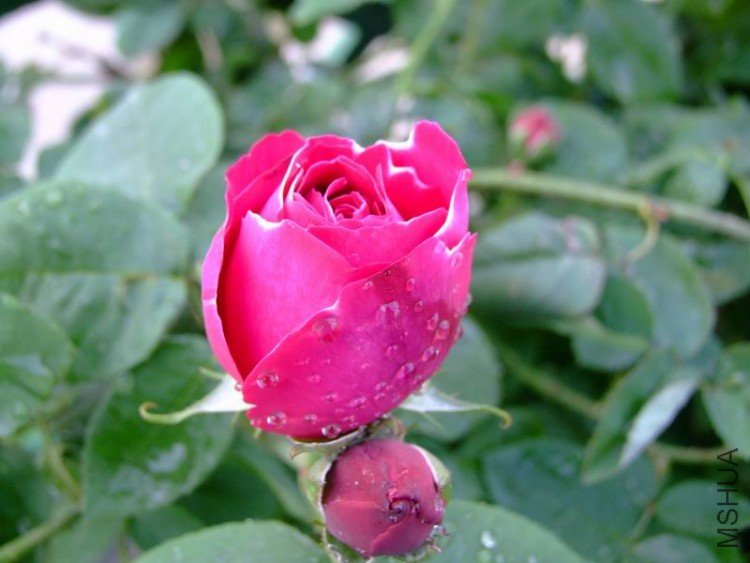 DSCF0853.jpg
