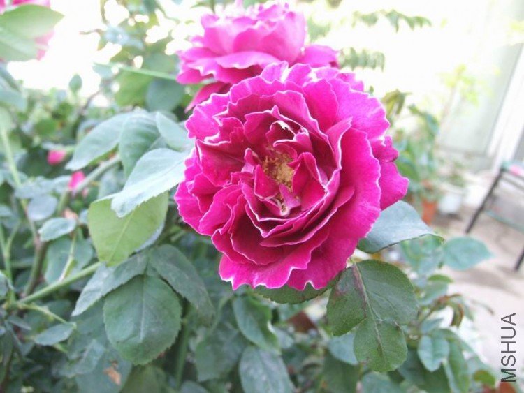 DSCF0900.jpg