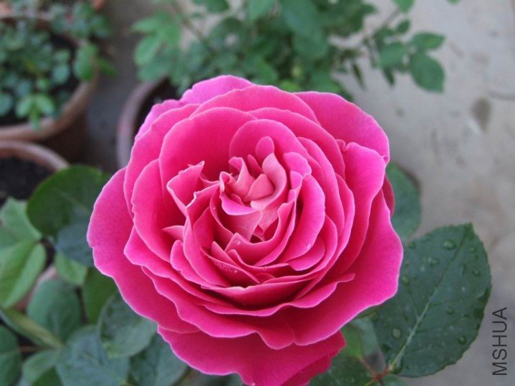 DSCF0897.jpg