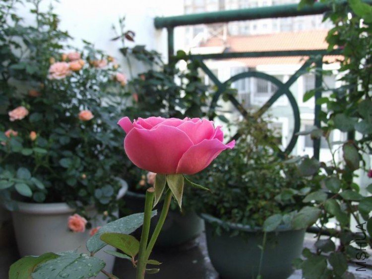 DSCF0896.jpg