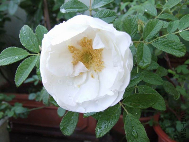 DSCF0883.jpg