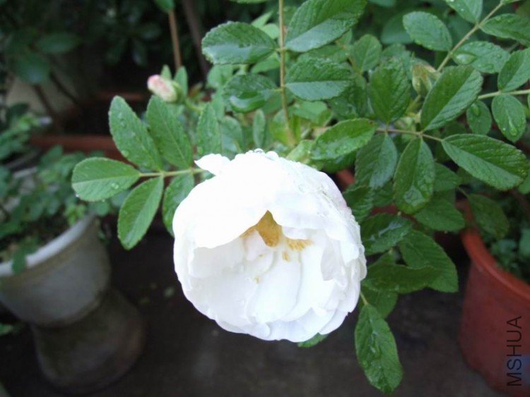 DSCF0884.jpg