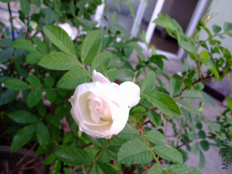 DSCF0862.jpg