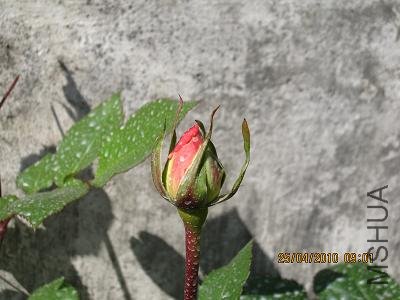 IMG_1105.JPG