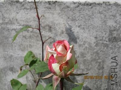 IMG_1175.JPG