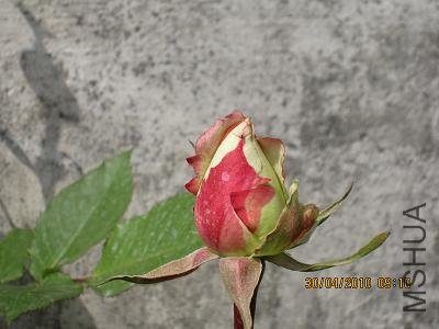 IMG_1140.JPG