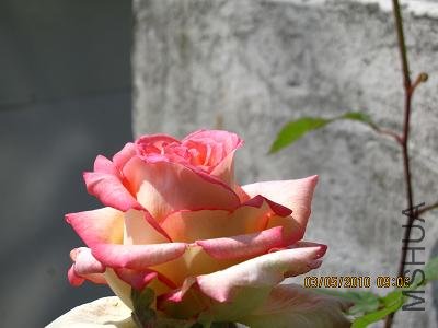 IMG_1208.JPG