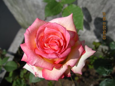 IMG_1211.jpg