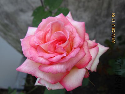 IMG_1216.jpg