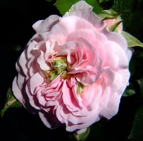 pink.jpg
