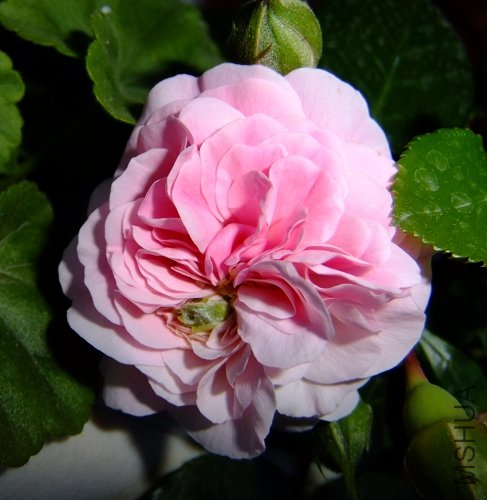 pink1.jpg