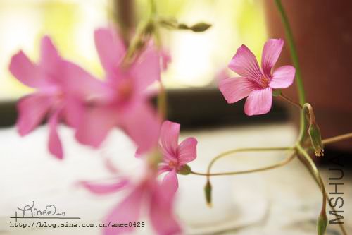_MG_3210.jpg