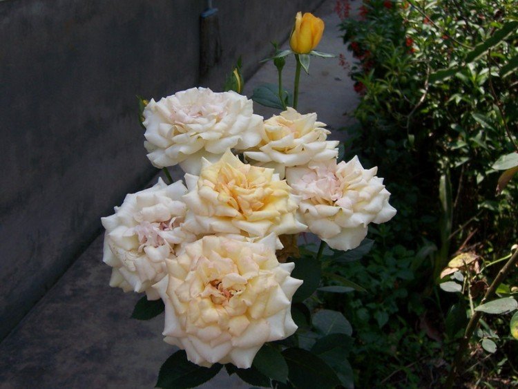 1000503 015.jpg